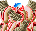 Gomander - R-Type