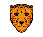 Cheetah - Animorphs