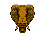 Elephant - Animorphs