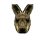 Kangaroo - Animorphs