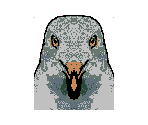 Seagull - Animorphs