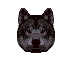 Wolf - Animorphs