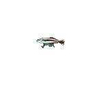 Small Fish - Umihara Kawase Shun (JPN)