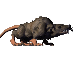 Wererat Rat Form - Might and Magic 8: Day of the Destroyer