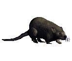 Rat - Might and Magic 7: For Blood and Honor
