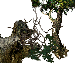 Nature - Arcanum