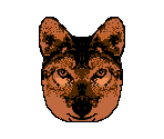 Coyote - Animorphs