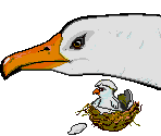 Seabird - Taz-Mania
