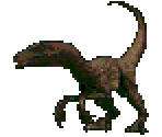 Raptor - Jurassic Park