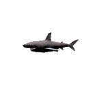 Shark - LameDuke (Prototype)