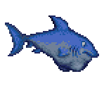 Blue Shark - Gon (JPN)