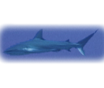 Space Shark - Nine Billion Miles from Earth