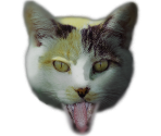 Cat - Nine Billion Miles from Earth