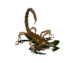 Radscorpion - Fallout