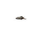Rat - Fallout