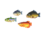 Fish - Doubutsu no Mori / Animal Forest (JPN)