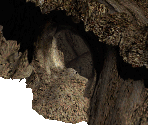 Maggot Wall - Diablo 2 / Diablo 2: Lord of Destruction