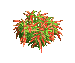 Chili Pepper - Zombie Island