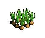 Onion - Zombie Island