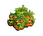 Tomatoes - Zombie Island