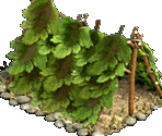 Tent - Zombie Island