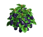 Eggplant - Zombie Island