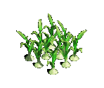 Garlic - Zombie Island