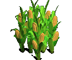 Corn - Zombie Island