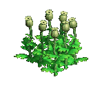 Poppy - Zombie Island
