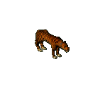 Tiger - Arcanum