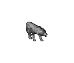 Wolf - Arcanum