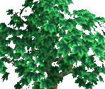 Trees 1 - Big Farm Theory