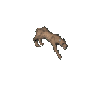 Cougar - Arcanum