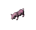 Pig - Arcanum