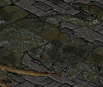 Eagle Sneak - Arcanum