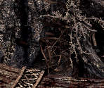 Dark Elf Village Tree - Arcanum