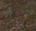 Dark Elf Tree Base - Arcanum
