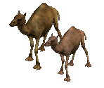 Camel - Diablo 2 / Diablo 2: Lord of Destruction
