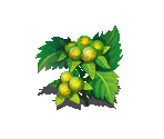 Snowberry - Fairy Farm