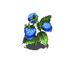 Mysteriosly Raspberry - Fairy Farm