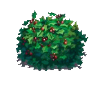 Pointed Bush - Fairy Farm