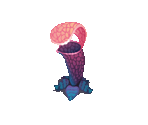 Sarracenia - Fairy Farm