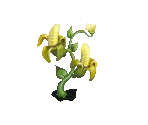 Banana Flower - Fairy Farm
