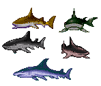 Sharks - Ecco Jr.