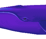 Blue Whale - Ecco Jr.