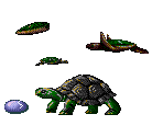 Turtles - Ecco Jr.