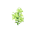 White Lily - Fairy Farm