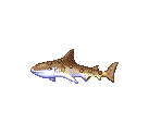 Leopard Shark - Ecco the Dolphin