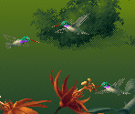 Green Hummingbird - Kolibri (32X)
