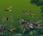 Wasps - Kolibri (32X)